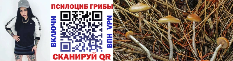 Купить закладки  Онега  Галлюциногенные грибы мицелий 